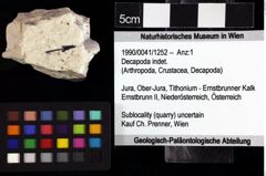 Foto (Objket + Etiketten) von Decapoda indet. 